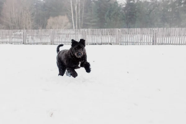 Bouvier Des Flandres Shepherd Dog Runs Snow Winter — Stock Photo, Image