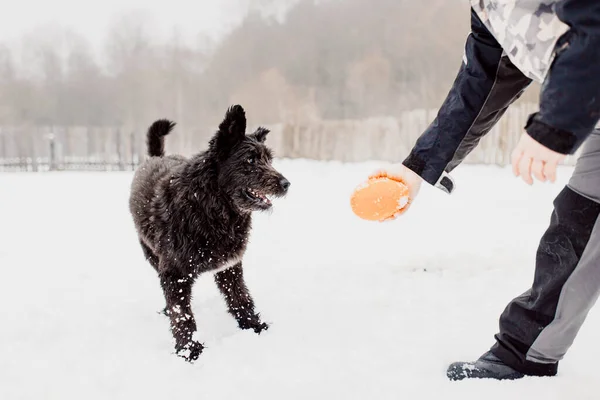 Bouvier Des Flandres Shepherd Dog Plays Man Winter Outdoors Snow — Stock Photo, Image