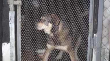 Kırık kemikleri olan sakat bir köpek. Kuşhanede yamuk pençeler.