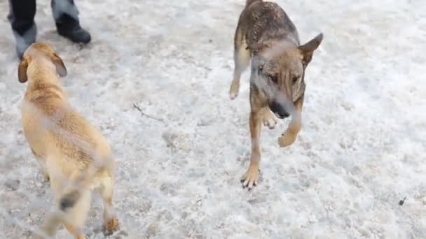 Schattige Vriendelijke Honden Winter Het Asiel Dier Liefde Concept Hond — Stockvideo