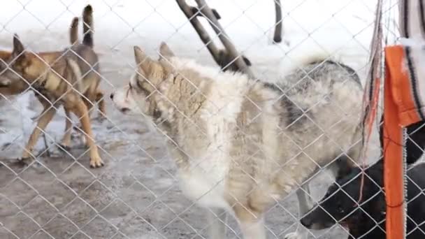 Söta Vänliga Hundar Vintern Djurhemmet Djur Kärlek Koncept Och Hund — Stockvideo