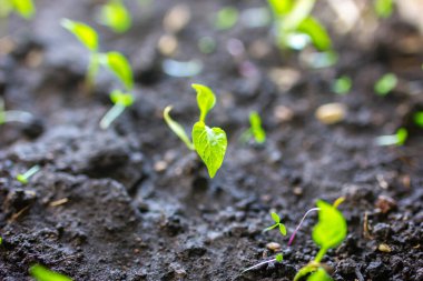 Baharda filizlenen biber filizleri
