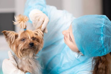 Bayan veteriner Yorkshire teriyer köpeğinin kulağını inceliyor.