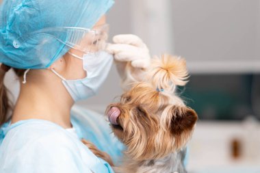 Genç bayan veteriner doktor ve veteriner kliniğinde Yorkshire teriyer köpeği..