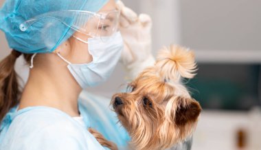Genç bayan veteriner doktor ve veteriner kliniğinde Yorkshire teriyer köpeği..