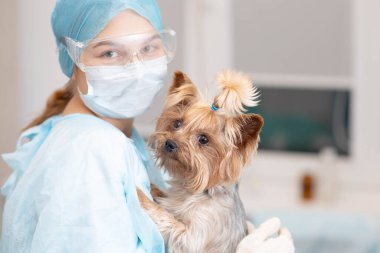 Genç bayan veteriner doktor ve veteriner kliniğinde Yorkshire teriyer köpeği..