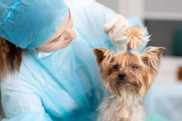 female veterinarian examines the ear of a Yorkshire terrier dog