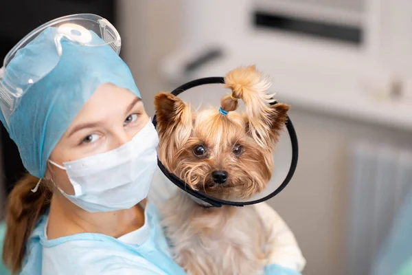 Young Woman Veterinarian Doctor Yorkshire Terrier Dog Vet Clinic — Stock Photo, Image