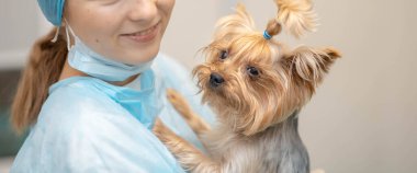 Yorkshire Terrier köpeği ile veteriner kliniğinde genç ve güzel bir kadın veteriner..