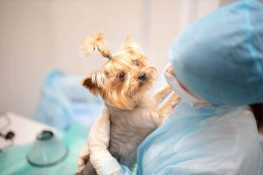Yorkshire Terrier köpeği ile veteriner kliniğinde genç ve güzel bir kadın veteriner..