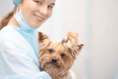 Yorkshire Terrier köpeği ile veteriner kliniğinde genç ve güzel bir kadın veteriner..