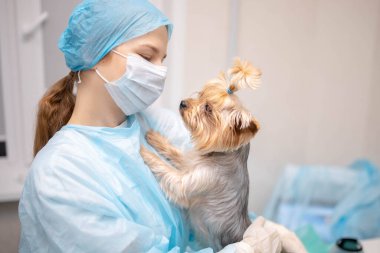Yorkshire Terrier köpeği ile veteriner kliniğinde genç ve güzel bir kadın veteriner..