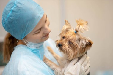 Yorkshire Terrier köpeği ile veteriner kliniğinde genç ve güzel bir kadın veteriner..