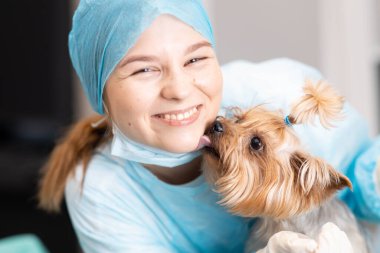 Yorkshire Terrier köpeği ile veteriner kliniğinde genç ve güzel bir kadın veteriner..