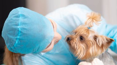 Yorkshire Terrier köpeği ile veteriner kliniğinde genç ve güzel bir kadın veteriner..