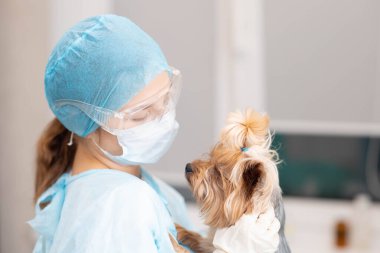 Yorkshire Terrier köpeği veteriner muayenehanesinde.