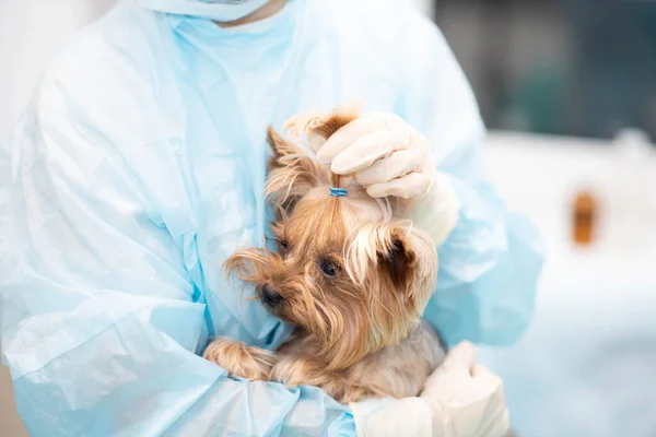 Yorkshire Terrier Perro Cita Del Veterinario Clínica Veterinaria — Foto de Stock