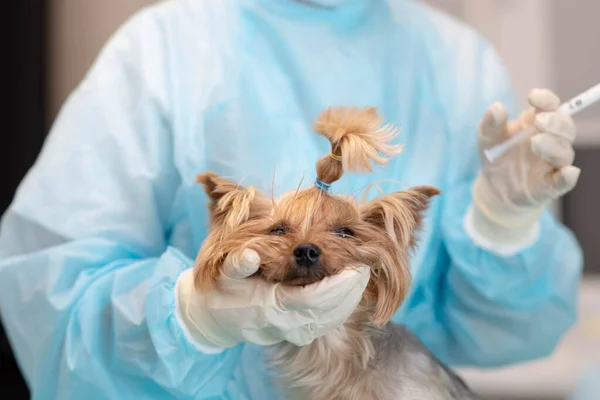 Joven Hermosa Mujer Veterinario Médico Clínica Veterinaria Con Yorkshire Terrier — Foto de Stock