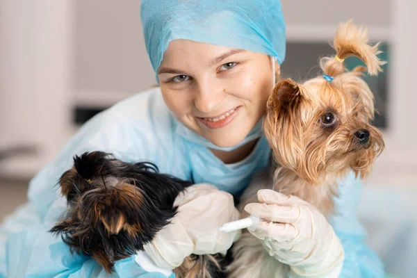 Jovem Veterinário Mulher Com Yorkshire Terrier Cães — Fotografia de Stock