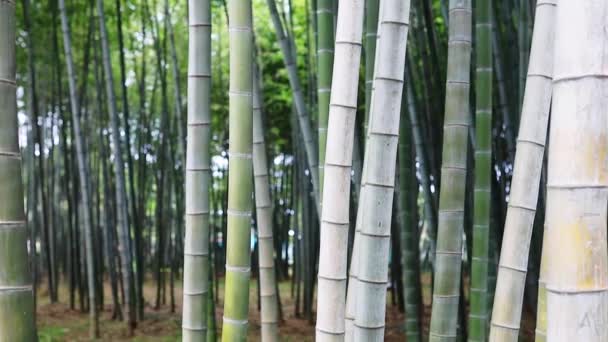 Bosque Bambu Tarde Verão — Vídeo de Stock