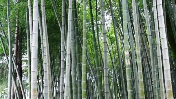 Bambou Après Midi Été — Video