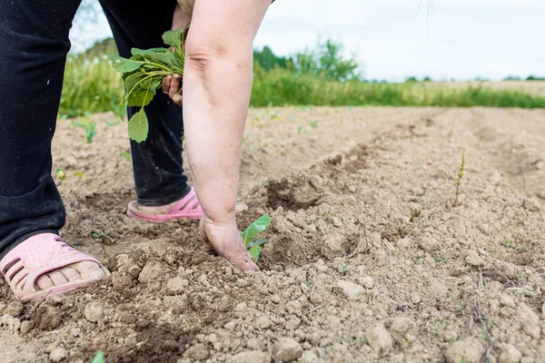 Uma Mulher Está Plantando Mudas Seu Jardim — Fotografia de Stock