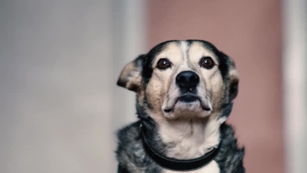 カリスマ性のある犬が楽しそうにカメラを見て — ストック動画