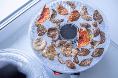 Drying of medicinal mushrooms of red and panther fly agaric in a dehydrator. Amanita microdosing. clipart