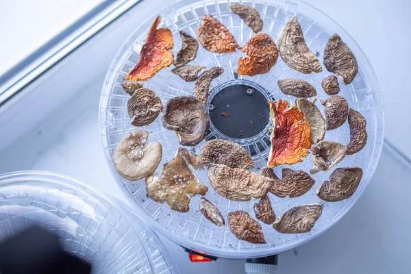 Drying of medicinal mushrooms of red and panther fly agaric in a dehydrator. Amanita microdosing.