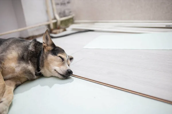 tired dog lies on the laminate floor, apartment renovation concept and pets.