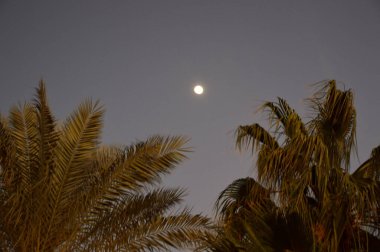 Mısır 'da palmiye ağaçları arasında gün batımı