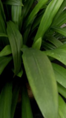 Şehir ortamında bu yemyeşil bahçeyi keşfedin. Canlı yeşillik ve yüzme havuzunu çevreleyen demir çitlerle, doğanın güzelliğini ve huzurunu yakalıyor..