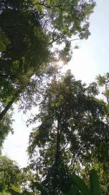 Güneş ışığını yakalayan sakin bir sahne ağaçların yoğun gölgesinde yukarı doğru uzanan bir insan eliyle, doğa ve gökyüzü ile bir bağlantı hissi yaratıyor..