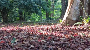Sakin bir videoda orman zemininin yapraklarla kaplı olduğu görülüyor. Güneş ışığı ağaçların arasından süzülerek huzurlu ve sakin bir doğa sahnesi yaratır. Video doğanın güzelliğini yakalıyor..