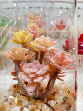 Büyüleyici bir yakın plan, hafif ışıkla yıkanmış, hafif şeftali tonları içeren ve biraz canlılık katan küçük sulu bir teraryum ortaya çıkarır. Cam kap minicik şeylerle dolu.