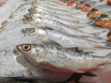 Ezilmiş buza dizilmiş gümüş pullu balıkların yakın çekim görüntüsü, soğuk deniz ürünleri pazarında berrak gözler ve parlak vücutlar sergiliyor..