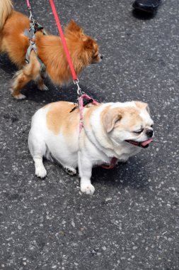 Brooklyn Gay Pride köpekler