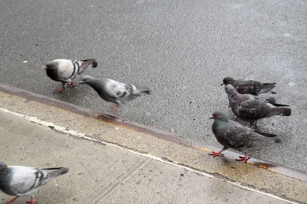 Pigeons à Times Square à Manhattan — Photo