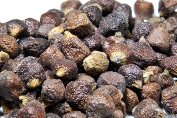 Tahıl cennetin (Aframomum melegueta)