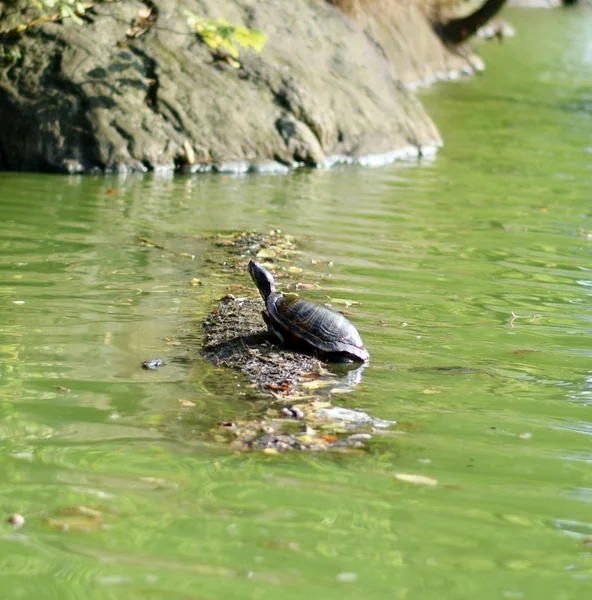 Черепаха на бревно в пруду — стоковое фото