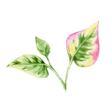 Yeşil ve pembe kalp şeklindeki Houttuynia yaprakları suluboya klipte, elle çizilmiş botanik element paketleme, tekstil baskıları, düğün davetiyeleri, etiketler ve el sanatları için mükemmel.