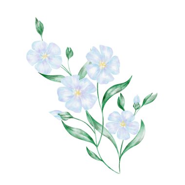 Yeşil yapraklı mavi keten çiçekleri, izole edilmiş, elle boyanmış suluboya klipsli. Çiçek aranjmanları, botanik çizimler ve doğa temalı tasarımlar için mükemmel.
