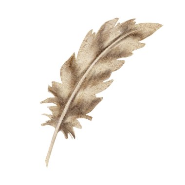 Sıcak bej ve açık kahverengi renkli narin tüy, suluboya klipli. Sevgililer günü kartları için ideal, düğün kırtasiyesi aksanı, hatıra defteri unsurları, ambalaj tasarımı, posterler, duvar sanatı