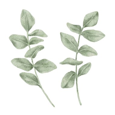 Okaliptüs dalları yumuşak yeşil ve adaçayı renginde, suluboya resimli. Sevgililer Günü çiçekleri, düğün markaları, davetiyeler, ambalaj kağıtları, tekstil baskıları, kırtasiye setleri için kullanışlı