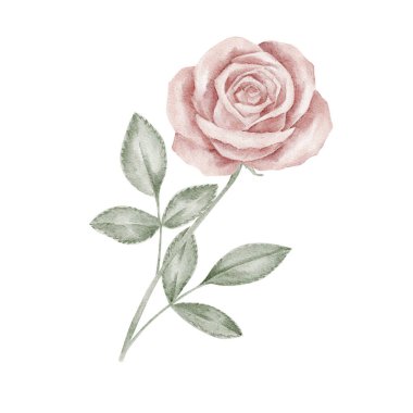 Saplı ve yapraklı pembe ve yeşil renkli gül, suluboya illüstrasyon. Sevgililer Günü çiçekleri, düğün markaları, kırtasiye setleri, tekstil baskıları ve ambalaj grafikleri için harika.