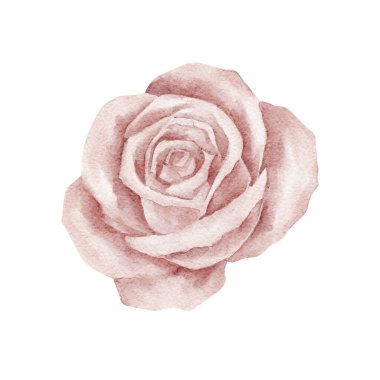 Soluk pembe ve çıplak tonlarda klasik gül çiçeği, suluboya klipleri. Sevgililer günü kartları, davetiyeler, ambalaj kağıtları, hatıra defteri ögeleri, marka malzemeleri ve dekoratif ürünler için ideal