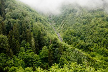 Forest View, Rize Turkey