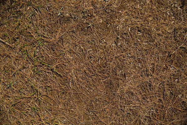 Листья Сосны Сухой Лист Дерева Текстура — стоковое фото