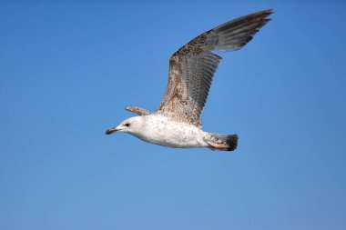 Deniz Martıları, Beyaz Martılar, Uçan Martılar