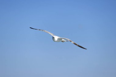 Deniz Martıları, Beyaz Martılar, Uçan Martılar